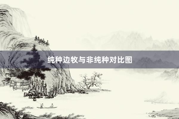 纯种边牧与非纯种对比图